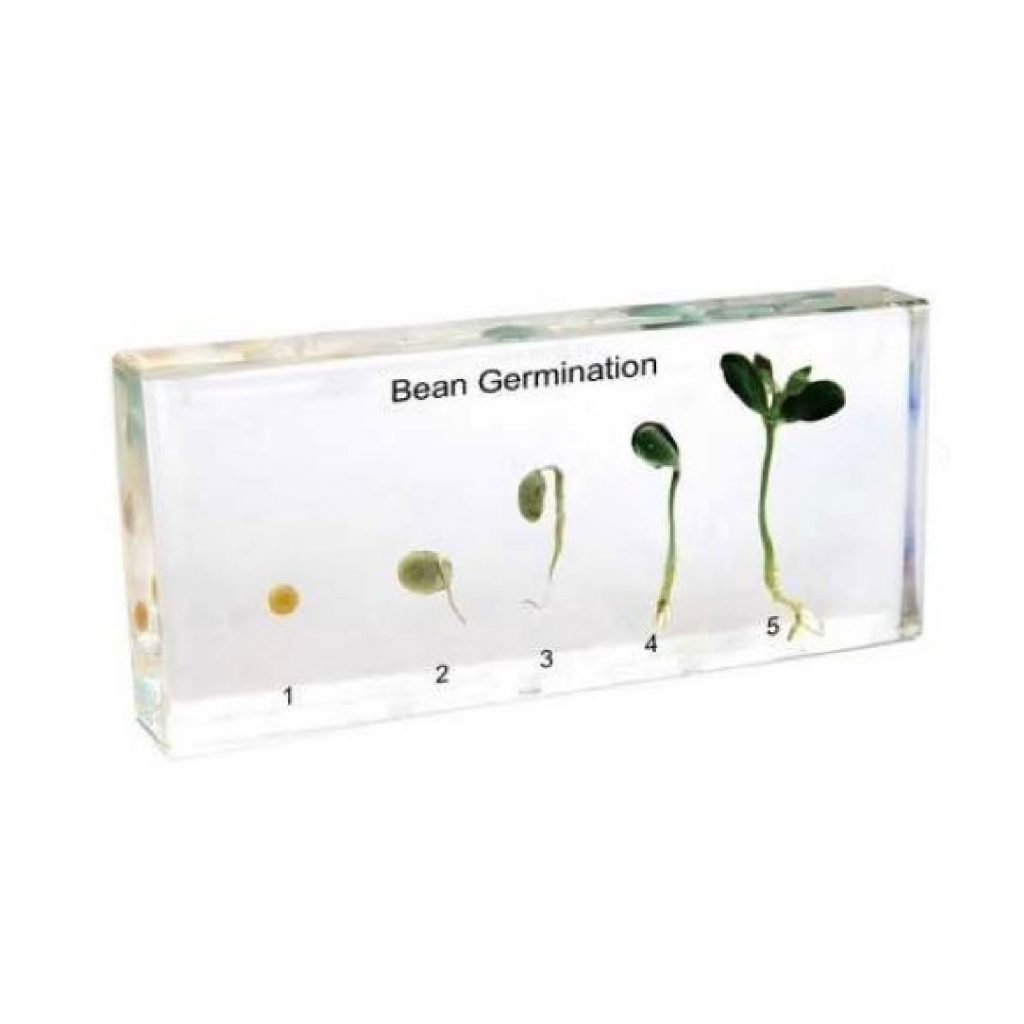 Specimen Of Seed Germination In Clear Acrylic Peanut Charleston